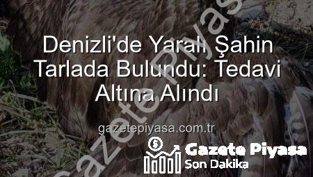Denizli’de Yaralı Şahin Tarlada Bulundu: Tedavi Altına Alındı
