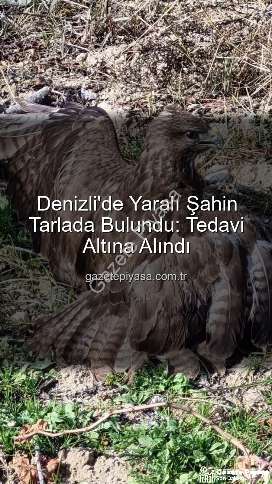 Denizli'de yaralı şahin - Denizli'de Yaralı Şahin Tarlada Bulundu: Tedavi Altına Alındı