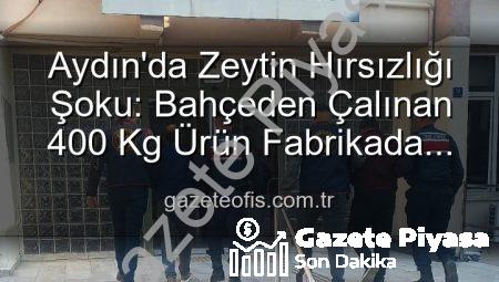 Aydın’da Zeytin Hırsızlığı Şoku: Bahçeden Fabrikaya Uzanan Zincir Kırıldı, 2 Gözaltı