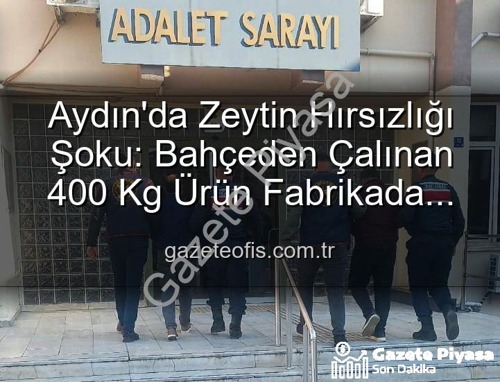 zeytin hırsızlığı - Aydın'da Zeytin Hırsızlığı Şoku: Bahçeden Fabrikaya Uzanan Zincir Kırıldı, 2 Gözaltı