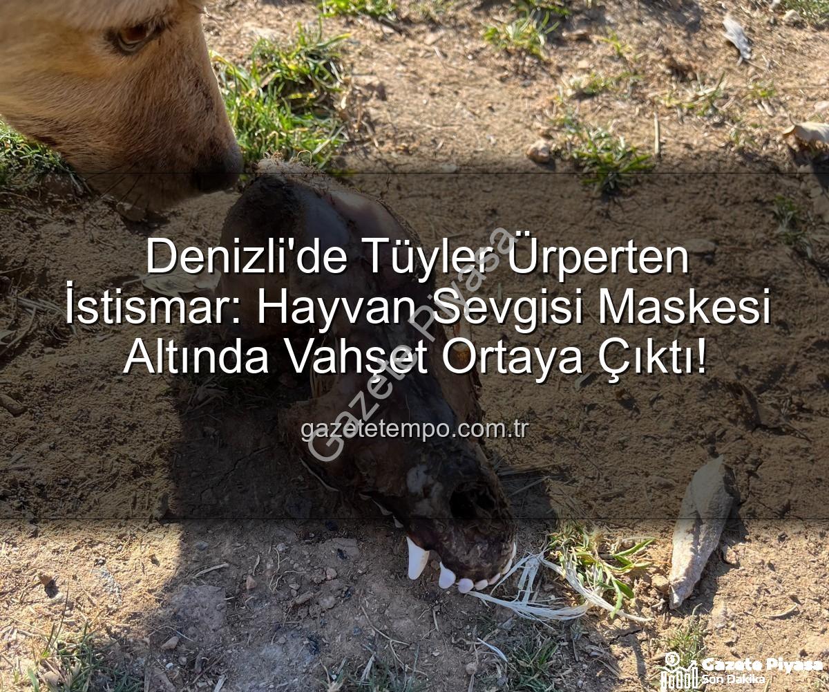 hayvan istismarı - Denizli'deki Sözde Barınakta Tüyler Ürperten İstismar: Köpekler Açlıktan Birbirini Yedi!