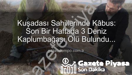 Kuşadası Kıyılarında Tüyler Ürperten Keşif: Bir Haftada 3 Deniz Kaplumbağası Ölü Bulundu! Sebebi Ağlar mı?