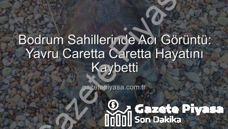 Bodrum Sahillerinde Acı Görüntü: Yavru Caretta Caretta Hayatını Kaybetti