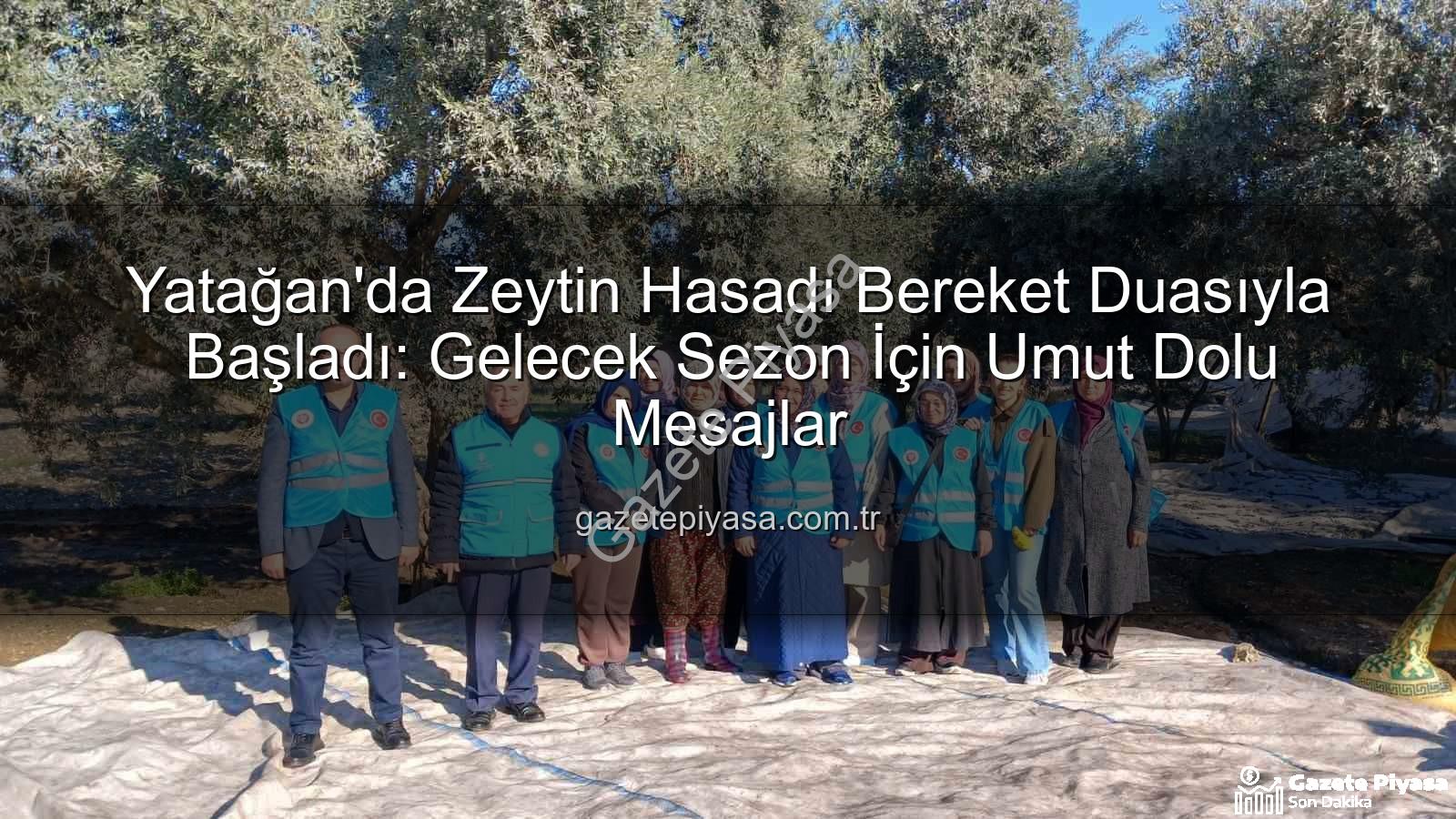 Yatağan zeytin hasadı - Yatağan'da Zeytin Hasadı Bereket Duasıyla Başladı: Gelecek Sezon İçin Umut Dolu Mesajlar
