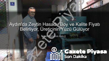 Aydın’da Zeytin Hasadı: Boy ve Kalite Fiyatı Belirliyor, Üreticinin Yüzü Gülüyor