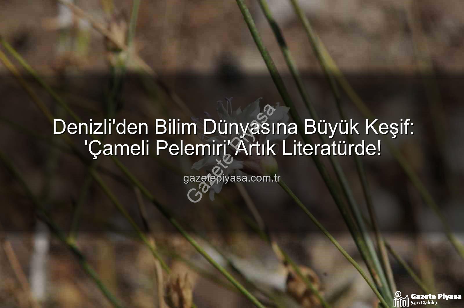 Çameli pelemiri - Denizli'den Bilim Dünyasına Büyük Keşif: 'Çameli Pelemiri' Artık Literatürde!