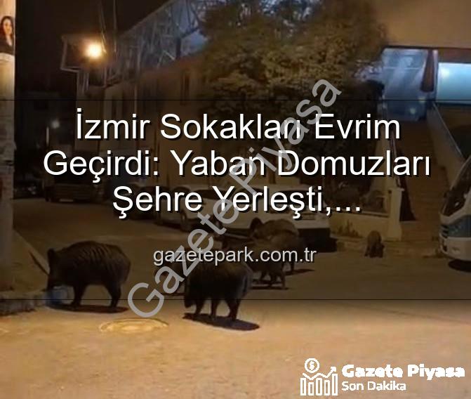 yaban domuzu - İzmir Sokakları Vahşi Yaşam Alanına Döndü: Yaban Domuzu Sürüleri Yerleşim Yerlerinde!